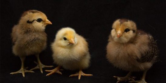 Cobb Realty Tallahassee Real Estate